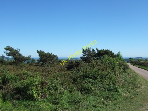 Photo 6"x4" Looking south across the common, near Hawkerland Goosemoor\/SY0689 c2010