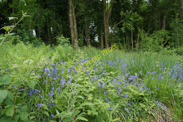 Photo 6"x4" Holyford Woods Nature Reserve Seaton\/SY2490 c2010