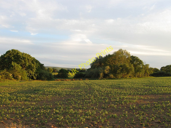 Photo 6"x4" Hoe Field Ripe c2010