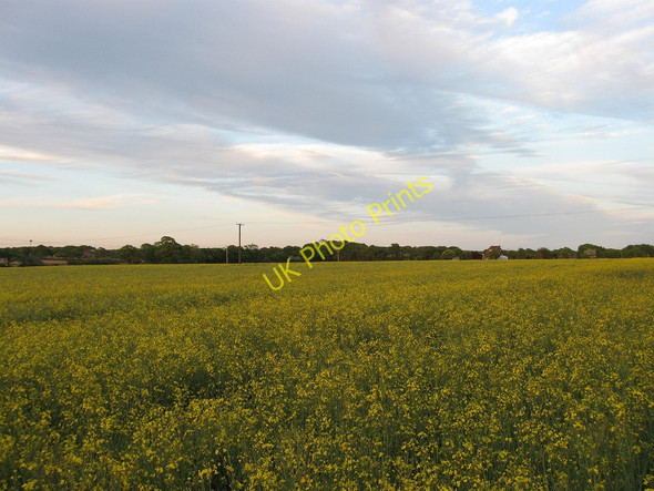 Photo 6"x4" Hatchland Field Ripe c2010