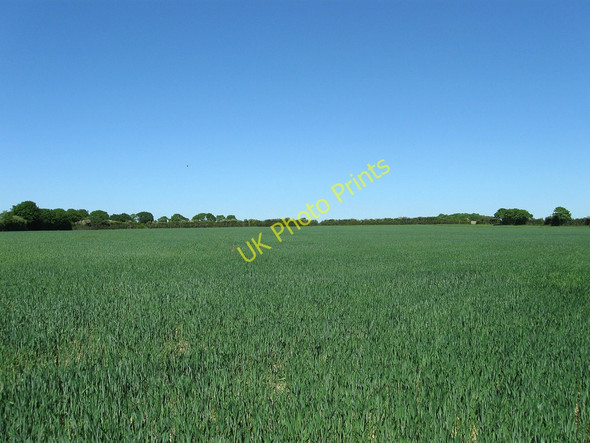 Photo 6"x4" Great Hide Ripe c2010
