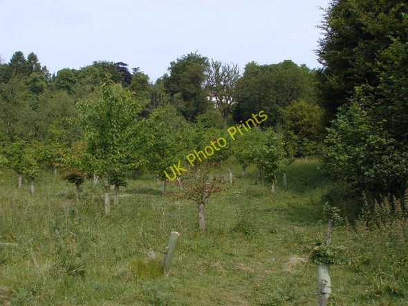 Photo 6"x4" Saunders Lane Meadows, Mayford Woking c2010 P3