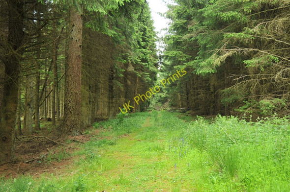 Photo 6"x4" Westmuir Wood near Balgowan Findo Gask c2010