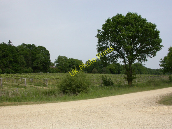 Photo 6"x4" Beaulieu, vineyard Beaulieu c2010