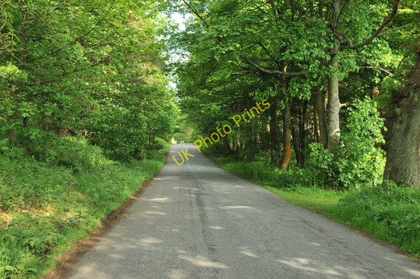 Photo 6"x4" Road through Aberdona Wood Forest Mill c2010
