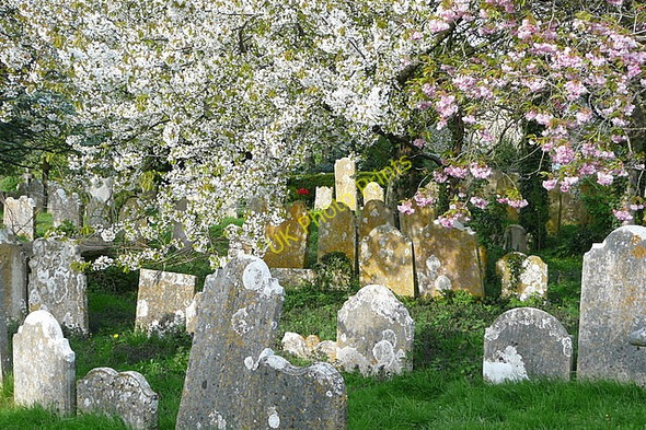 Photo 6"x4" Brading churchyard Brading c2010