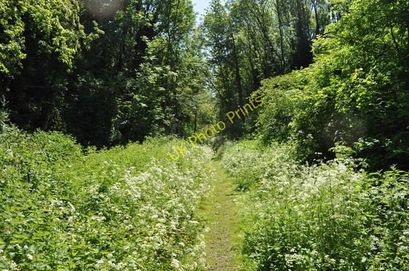 Photo 6"x4" Old Railway Cutting Fakenham c2010