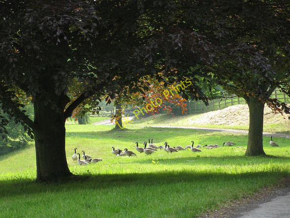 Photo 6"x4" Canada Geese in the morning sun Shutton c2010