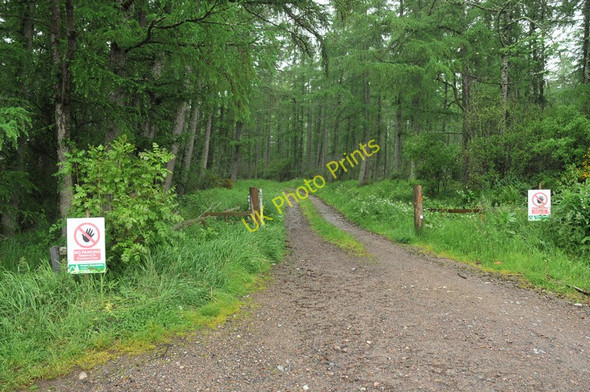 Photo 6"x4" Track into Culloden Forest Cantraywood c2010