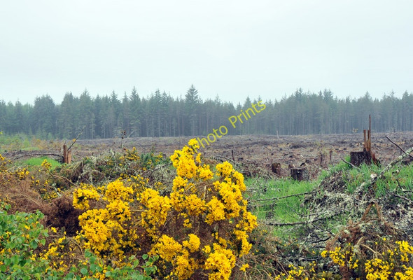 Photo 6"x4" Recent clear fell at the edge of Culloden Forest Cantraywood c2010