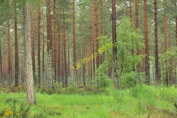 Photo 6"x4" Forest near Clephanton Clephanton\/NH8150 c2010