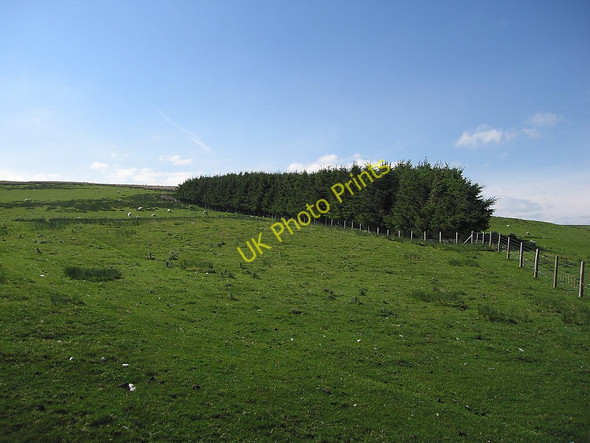 Photo 6"x4" Triangular plantation Dylife c2010