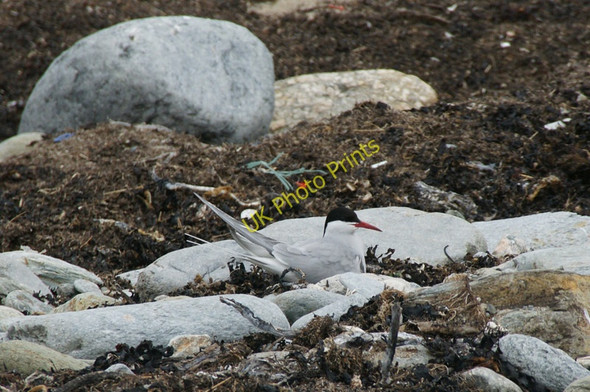 Photo 6"x4" Arctic Tern (Sterna paradisea), Norwick Kirkaton c2010