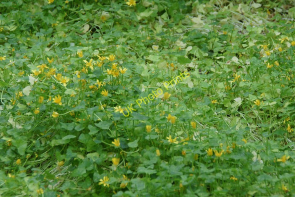 Photo 6"x4" Lesser Celandine (Ranunculus filicaria), Halligarth, Baltasound Baltasound c2010