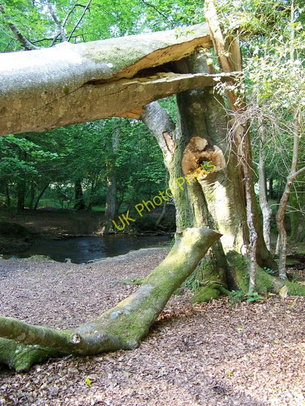 Photo 6"x4" Broken tree, Millyford Bridge Bank\/SU2807 c2010