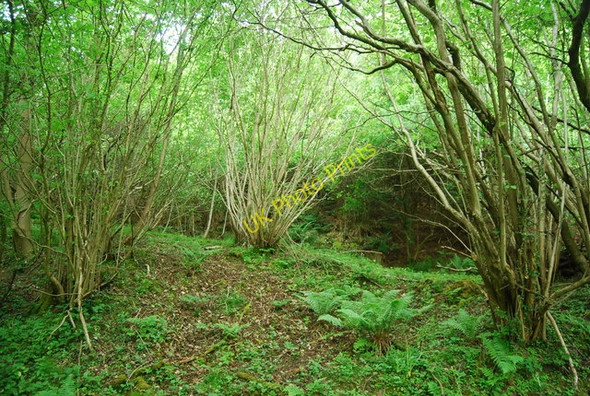 Photo 6"x4" Coppiced trees, Dalby Forest Bickley Gate Fm c2010