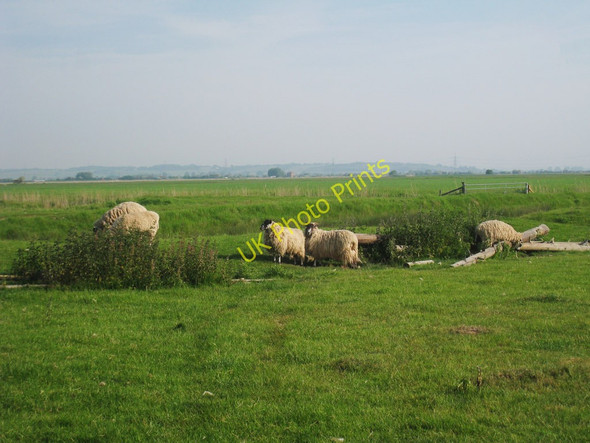 Photo 6"x4" Sheep near Black House Farm East Guldeford c2010