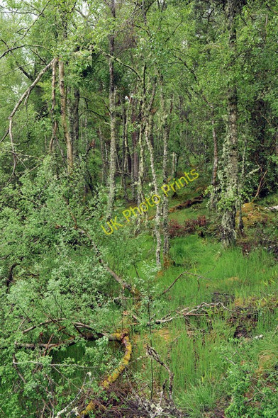 Photo 6"x4" Woodland near Shaw Hill Relugas c2010