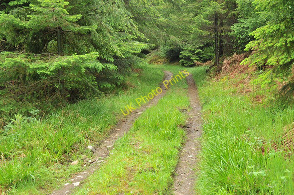 Photo 6"x4" Track into Darnaway Forest Relugas c2010