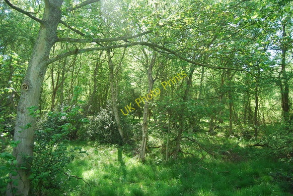 Photo 6"x4" Woodland by the restricted byway to Little Hilla Green Silpho c2010