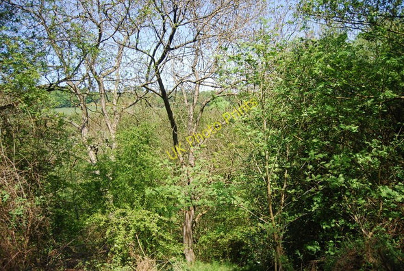 Photo 6"x4" Woodland by the restricted byway to Little Hilla Green Silpho c2010
