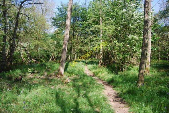 Photo 6"x4" Path by the River Derwent Hackness\/SE9790 c2010