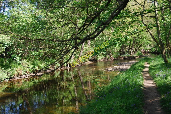 Photo 6"x4" Along the River Derwent Hackness\/SE9790 c2010