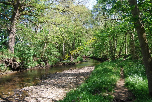 Photo 6"x4" River Derwent Hackness\/SE9790 c2010