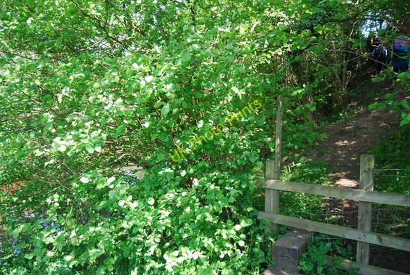 Photo 6"x4" Stile by the River Derwent Hackness\/SE9790 c2010