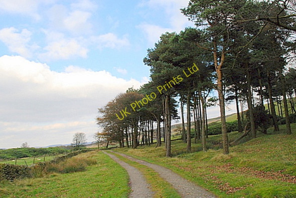 Photo 6"x4" Coniferous woodland on Bretton Moor Bretton\/SK2077 c2007