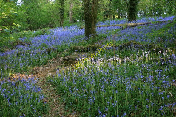 Photo 6"x4" Bluebells, Ladies Wood Brent Mill c2010