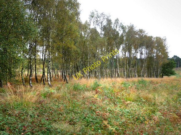 Photo 6"x4" Birch trees on Iping Common Ingrams Green c2009