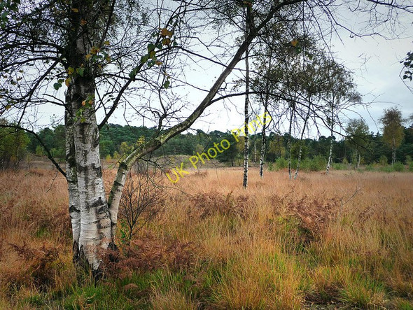 Photo 6"x4" Iping Common Ingrams Green c2009