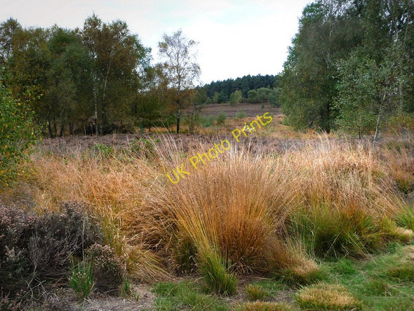 Photo 6"x4" Iping Common Chithurst c2009