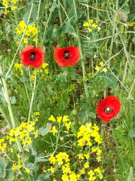 Photo 6"x4" Field poppies, Windwhistle Farm Bulbridge c2010