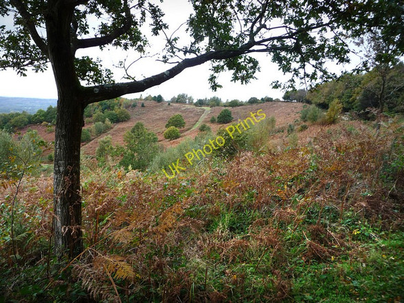 Photo 6"x4" Older Hill Redford\/SU8626 c2009