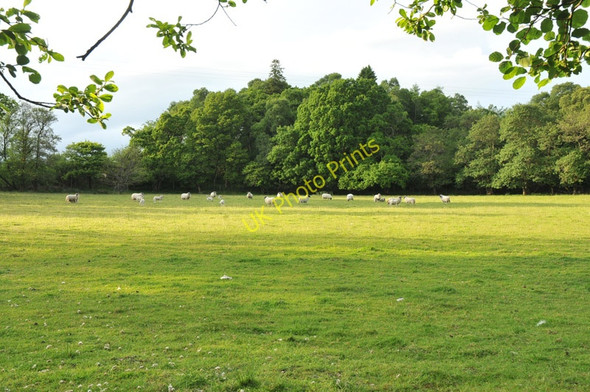 Photo 6"x4" Sheep in a field near North Shian North Shian c2010