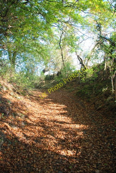 Photo 6"x4" Track through Middleton Plantation Calver Sough c2007