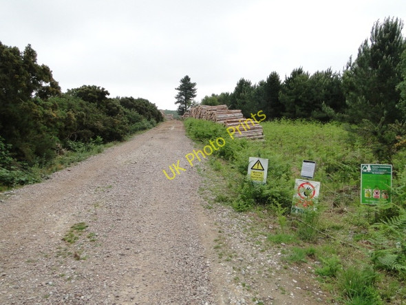 Photo 6"x4" Footpath through the forest. Westleton c2010