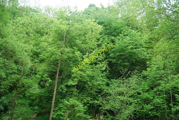 Photo 6"x4" Forge Valley Woods East Ayton c2010