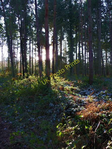 Photo 6"x4" Winter sunshine, Purbrook Heath Furzeley Corner c2009