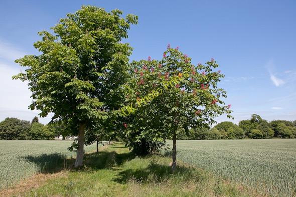 Photo 6"x4" Footpath from Wiltshire Gardens to Derrit Lane North Bockhampton c2010