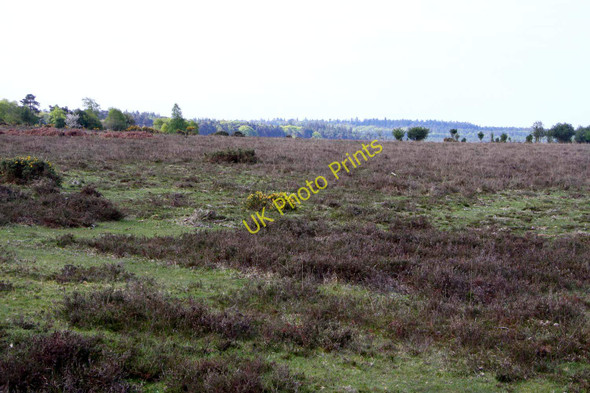 Photo 6"x4" Stoney Cross Plain Stoney Cross c2010