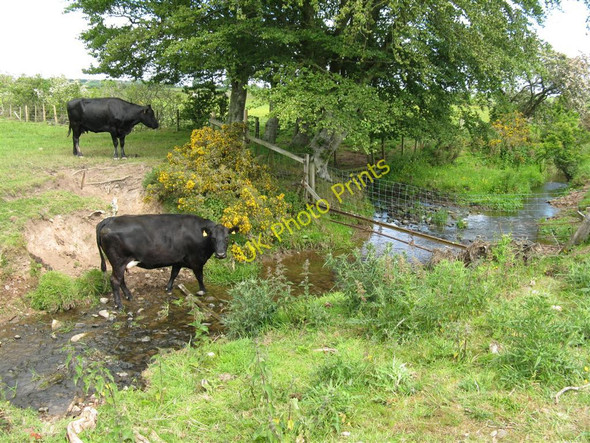Photo 6"x4" Cattle at the Hardgrove Burn Ruthwell Station c2010
