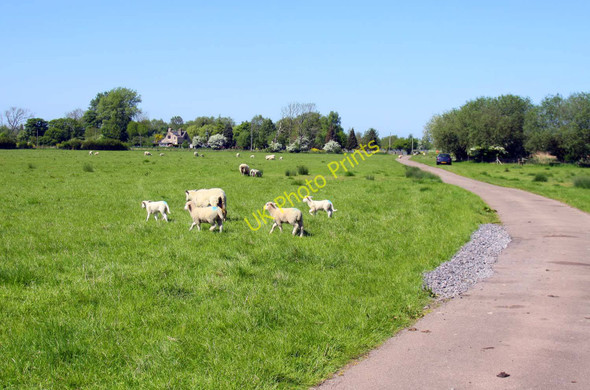 Photo 6"x4" The Thames Path Wolvercote c2010
