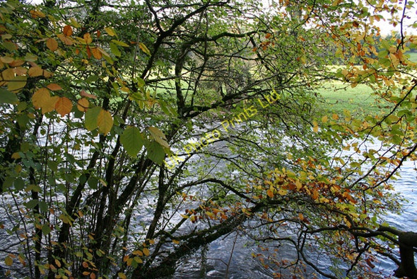 Photo 6"x4" Tiverton: the Exe at Cove Cleave Cove\/SS9519 c2005