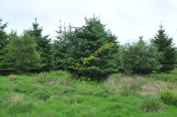 Photo 6"x4" Cairntawie Wood Cuttyhill c2010