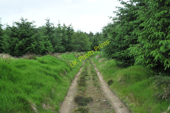 Photo 6"x4" Track through Cairntawie Wood Cuttyhill c2010