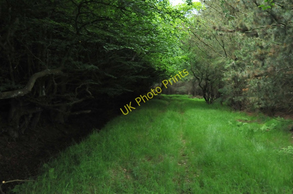 Photo 6"x4" Track through Cairntawie Wood Cuttyhill c2010