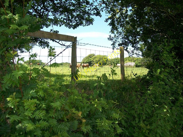 Photo 6"x4" Cattle at Betws Bach Rhoslan c2010